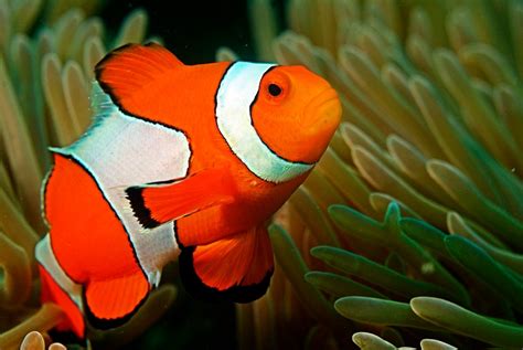 coolest fish in the world|30 Most Beautiful Fish in the World .